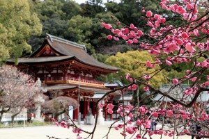 dazaifu-ume